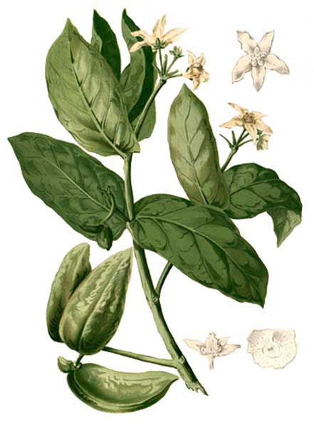 Plant-Illustration-of-Crown-flower-plant