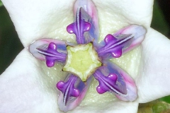 Closer-view-of-flower-of-Crown-flower-plant