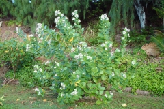 Crown-flower-plant