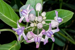 Flower-of-Crown-flower-plant