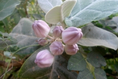 Flowering-buds-of-Crown-flower-plant
