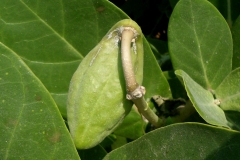 Fruit-of-Crown-flower-plant