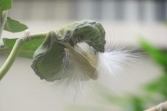 Image-showing-silky-coma-of-Crown-flower-plant