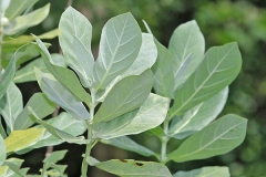 Leaves-of-Crown-flower-plant