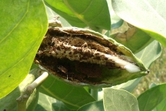 Mature-fruit-of-Crown-flower-plant