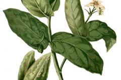 Plant-Illustration-of-Crown-flower-plant