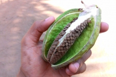 Seeds-of-Crown-flower-plant
