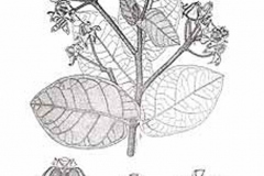 Sketch-of-Crown-flower-plant