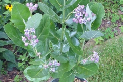 Small-Crown-flower-plant
