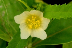 Closer-view-of-Flower-of-Cuban-jute