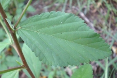 Closer-view-of-Leaf-of-Cuban-jute