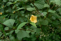 Cuban-jute-plant