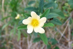 Flower-of-Cuban-jute