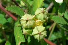 Fruits-of-Cuban-jute