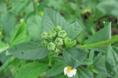 Immature-fruits-of-Cuban-jute