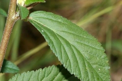 Leaves-of-Cuban-jute