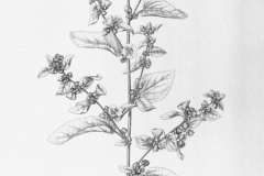 Plant-Illustration-of-Cuban-jute