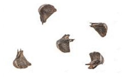 Seeds-of-Cuban-jute