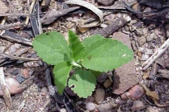 Small-Cuban-jute-plant