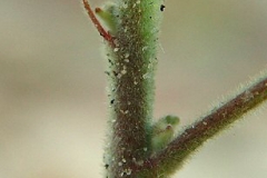Stem-of-Cuban-jute