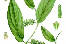 Plant-Illustration-of-Cubeb-pepper
