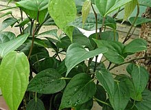 Cubeb-pepper-plant