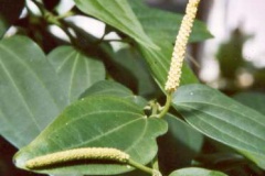 Flowers-of-Cubeb-pepper