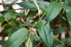 Leaves-of-Cubeb-pepper
