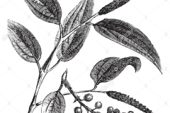Sketch-of-Cubeb-pepper