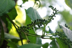 Unripe-fruit-of-Cubeb-pepper