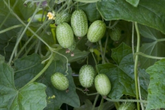 Cucamelon-Fruits-on-the-plant