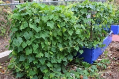 Cucamelon-Plant