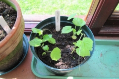 Cucamelon-seedlings