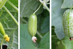 Development-of-Cucamelon