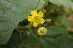 Flower-of-Cucamelon