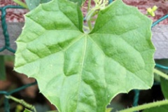 Leaves-of-Cucamelon