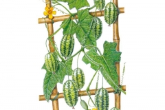 Plant-Illustration-of-Cucamelon