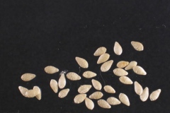 Seeds-of-Cucamelon