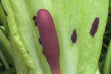 Close-up-view-of-Flower