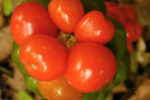 Close-up-view-of-fruit