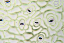 Closer-view-of-Ventral-view-of-Leaf