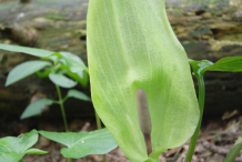 Cuckoo-Pint-Plant