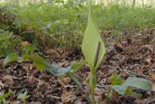 Cuckoo-Pint-plant-growing-wild