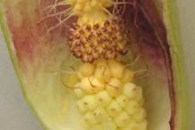 Dissected-Flower-of-Cuckoo-Pint-plant