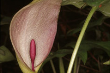 Flower-of-Cuckoo-Pint-plant