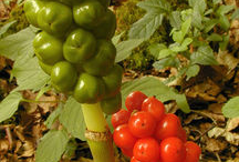 Fruit of-Cuckoo-Pint-plant