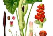 Illustration-of-Cuckoo-Pint-plant