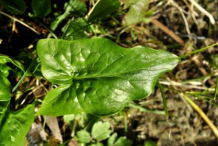 Leaf-of-Cuckoo-Pint-plant