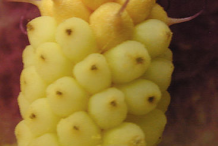Ovules-of-Flower-of-Cuckoo-Pint-plant