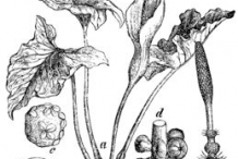 Sketch-of-Cuckoo-Pint-plant
